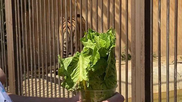 Взрослый уссурийский тигр смотреть онлайн