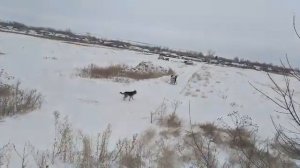 Зимняя прогулка на мотособаке.[Лыжная прогулка.] Мотобуксировщик.