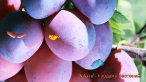 Слива домашняя Ника (prunus domestica nika) ? слива Ника обзор: как сажать саженцы сливы Ника