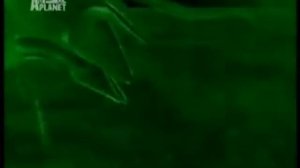 Самое громкое животное. Рак-щелкун