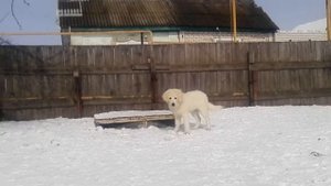Питомник Из Снежной Стаи.