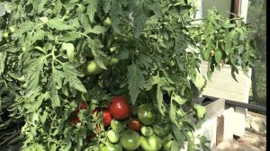 Томат барон Солимахер (Королевский сад Ильи Королева)