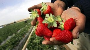 Польза Клубники | Полезность, о которой не говорят !