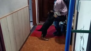 5. Баловство щенка немецкой овчарки!