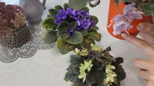 Основные правила ухода за фиалками. Соблюдайте их и фиалки будут радовать вас пышным цветением.