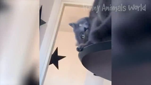 Смешные животные - Смешные кошки/собаки/птицы - Смешные видео с животными 47