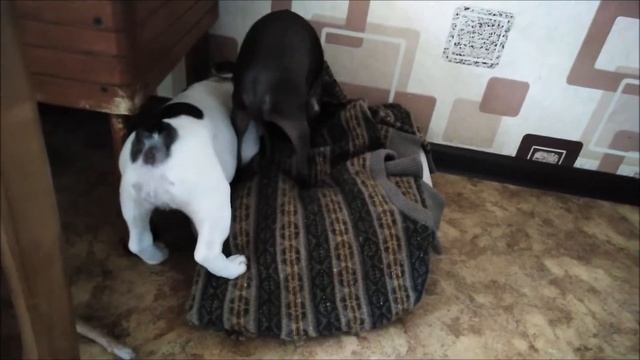 Бульдог vs. Терьер. Французский бульдог и той-терьер. Игры и протест бульдожки. смотреть онлайн