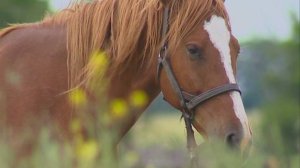 Ход конем: на Ставрополье поддержат развитие племенного коневодства