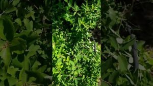 жимолость - как и когда сажать, чем кормить, болезни и лечение