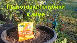 Мини плантация голубики. Подготовка к зиме