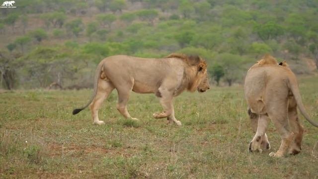 Big Cats Of The World 4K - Scenic Wildlife Film With Calming Music