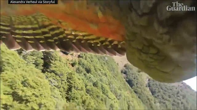 Орел украл камеру. Полет орла от первого лица смотреть онлайн