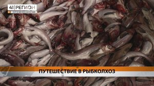 ПУТЕШЕСТВИЕ В РЫБКОЛХОЗ • НОВОСТИ КАМЧАТКИ