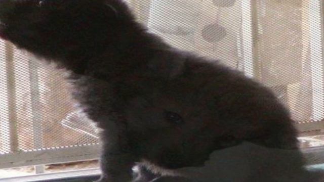 Женщина спасла трёх щенков волка от гибели. Когда они выросли, её ждал неожиданный сюрприз смотреть онлайн