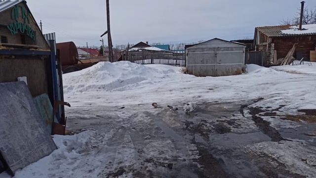 На Урале начинается весна, голуби садятся парить яйца, гуляют, наслаждаются погодой | ЛПХ Курочка смотреть онлайн