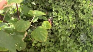 СПРАШИВАЛИ   ОТВЕЧАЮ!  ХЕДЕРА ВАРИЕГАТНАЯ В САДУ.