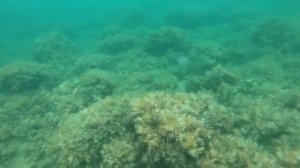 Выходные в поселке Чайка, недалеко от Алушты, ЮБК