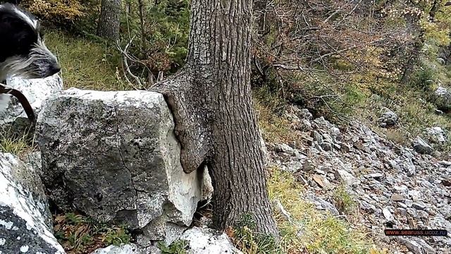 Имение Ай-Тодор, княжеская тропа-серпантин из Ай-Тодора в Харакс. Можжевеловый лес. Крым. смотреть онлайн