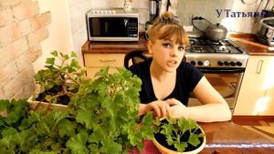 Правильный уход за геранью. Герань королевская. Королевская пеларгония.