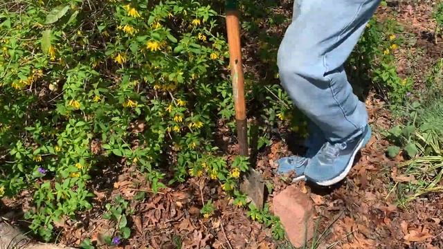 HOW TO PROPAGATE FORSYTHIA смотреть онлайн