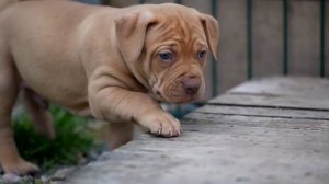 Щенки питбуля, питомник Dragon Life. Красивый закат.