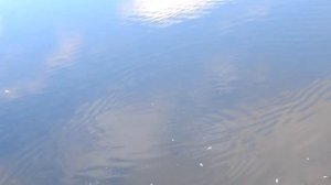 Рыбалка после электроудочки