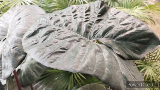 How to Care & Cultivate Alocasia Sarawakensis 'Yucatan Princess' смотреть онлайн