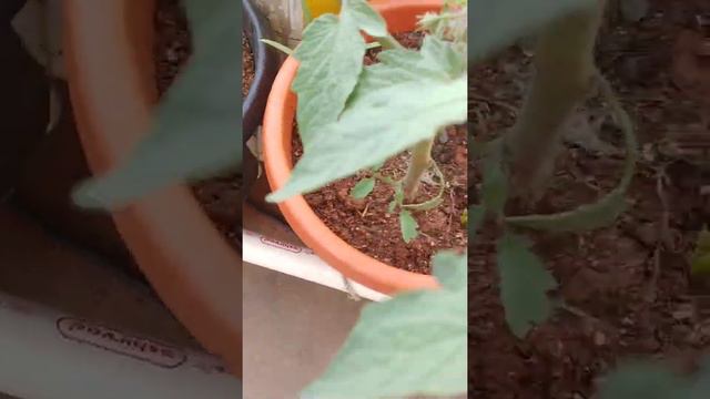 Three brothers tomato plants