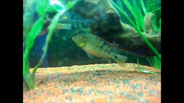 Geophagus Steindachneri Mating смотреть онлайн