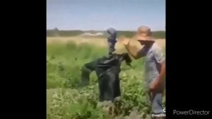 #gulmeli #videolar  gulmeli mirt videolar# 9