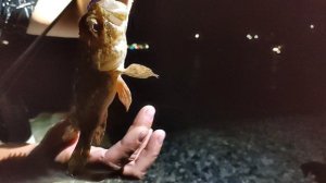 Ловля морских обитателей