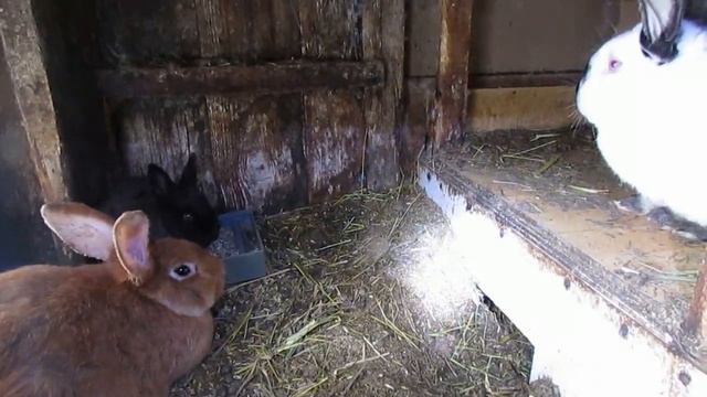 Купить Кроликов В Калужской Области Для Разведения