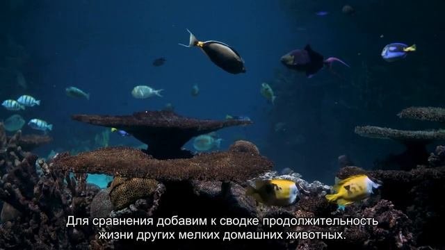 Сколько живут грызуны?