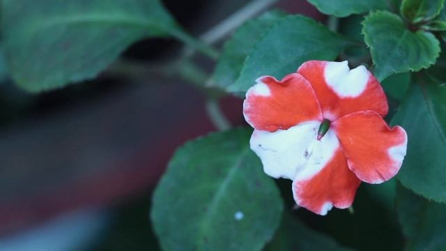 Guru Paduka Stotram by Aparajita Gogoi Kachari смотреть онлайн