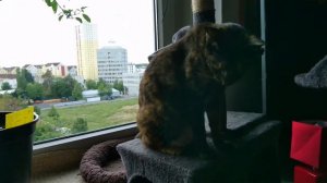 Арабская кошка МАУ из Дубая.