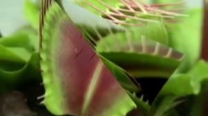 Венерина Мухоловка