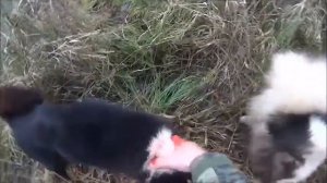 Охота с лайками 2ч. ЯСИ