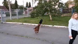 Питбуль против Хаски. Pitbull Gladiator Live