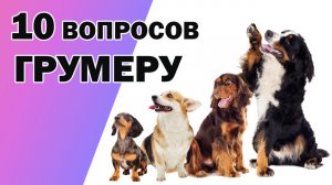 10 ВОПРОСОВ ГРУМЕРУ. ПРАВИЛА УХОДА ЗА СОБАКОЙ.