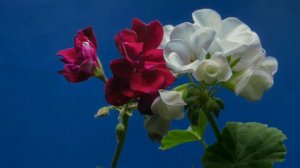 Blooming Flowers Time lapse | teacher Amor