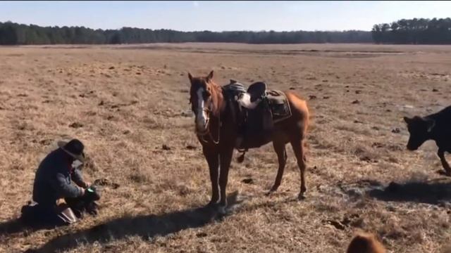 Лошадь обученная не допускать корову, пока владелец ранчо помечает теленка. Видео без звука смотреть онлайн