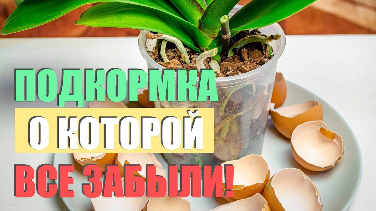 яичная скорлупа для орхидей, яичная скорлупа для комнатных растений, удобрение из яичной скорлупы для комнатных цветов, яичная скорлупа подкормка цветы