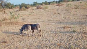 осел и лошадь полное видео