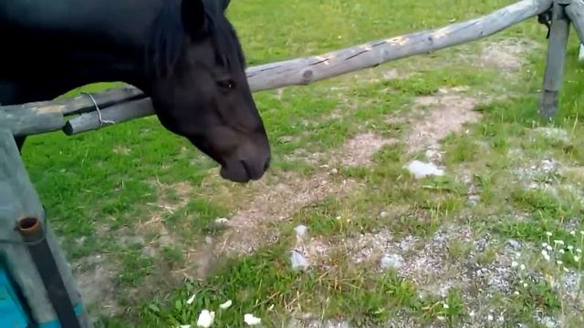 Лошадь кушает сушки смотреть онлайн