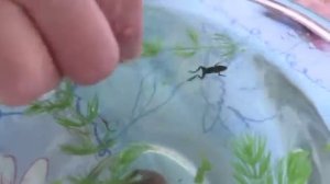 Аквариумная карликовая лягушка