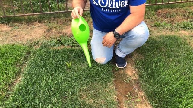 Газон на чистом песке: Реально ли и зачем? Узнай тут! смотреть онлайн