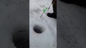 Зимняя ловля ЛЕНКА на червя