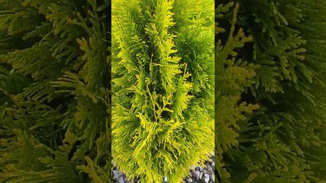 Arborvitae 'Forever Goldy'