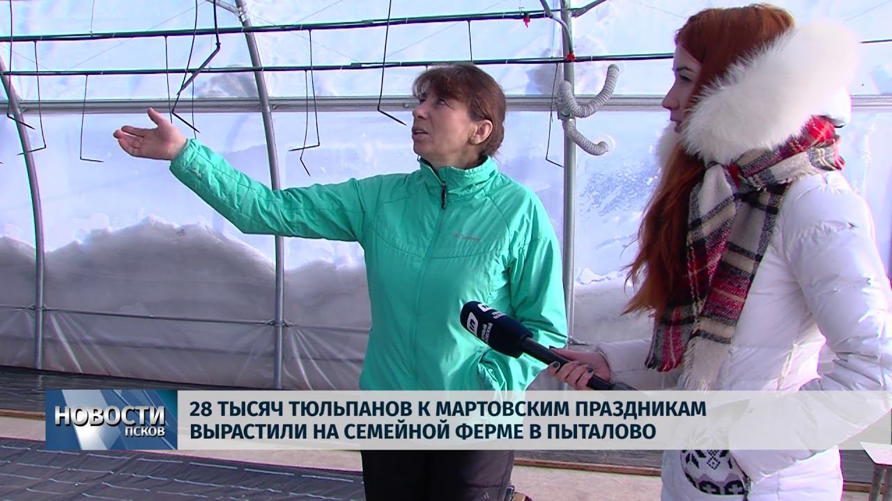 Новости Псков 27.02.2018 # На семейной ферме в Пыталово вырастили 28 тысяч тюльпанов к праздникам