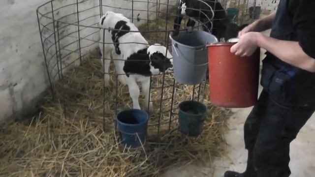 Физиологическое выпаивание телят. смотреть онлайн